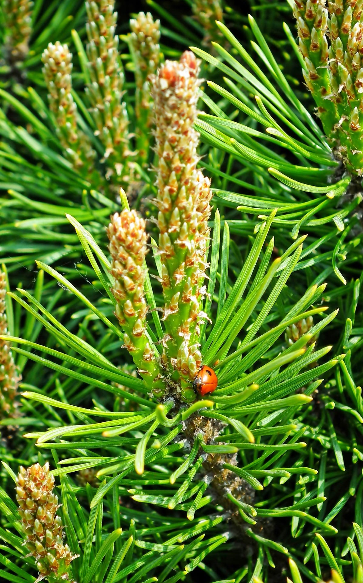 frutti rossi dell'azienda agricola san antonio